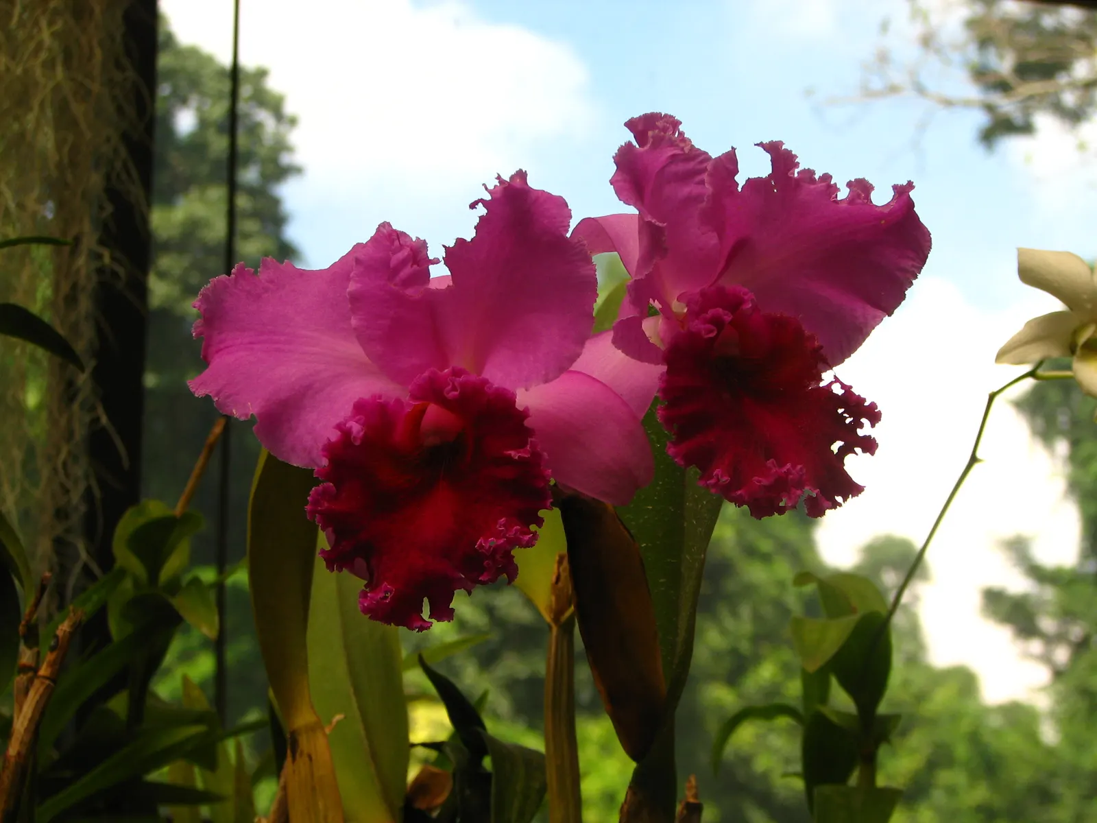 Cattleya Orchid Cultivars (Cattleya Cv.) — showy flowers which command attention; blossoms range from 2 to 6 inches across and come in an array of, image 94