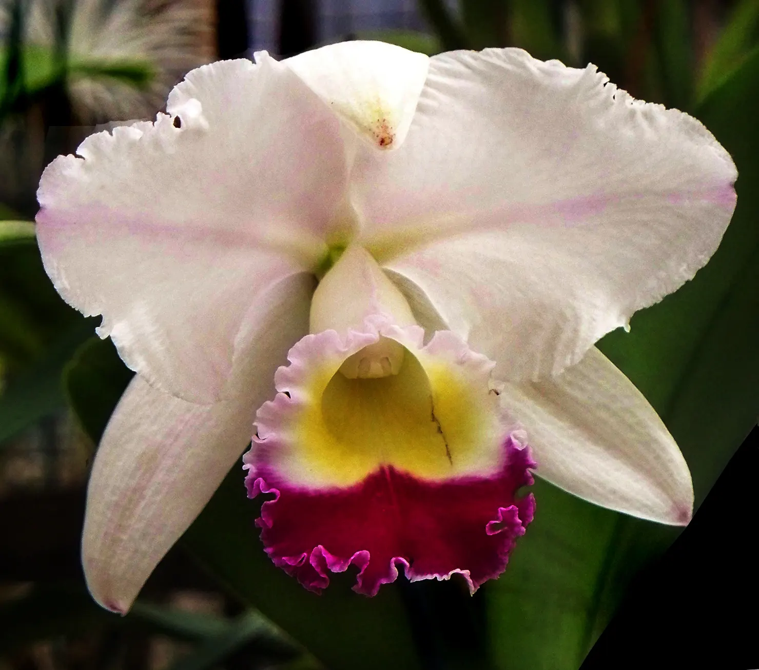 Cattleya Orchid Cultivars (Cattleya Cv.) — typically once to twice a year; watering should be done thoroughly, image 107