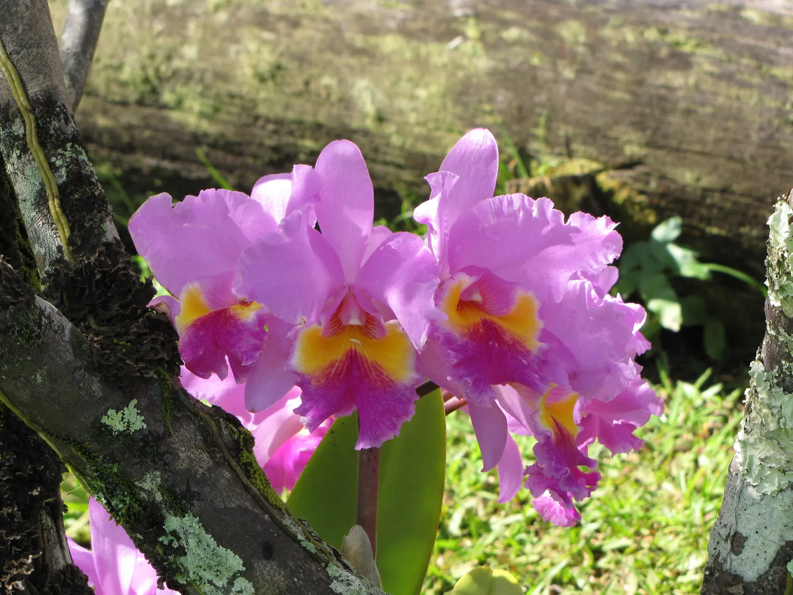 Cattleya Orchid Cultivars (Cattleya Cv.) — perennial for half or shade; and thus placements should be chosen to highlight their majestic beauty