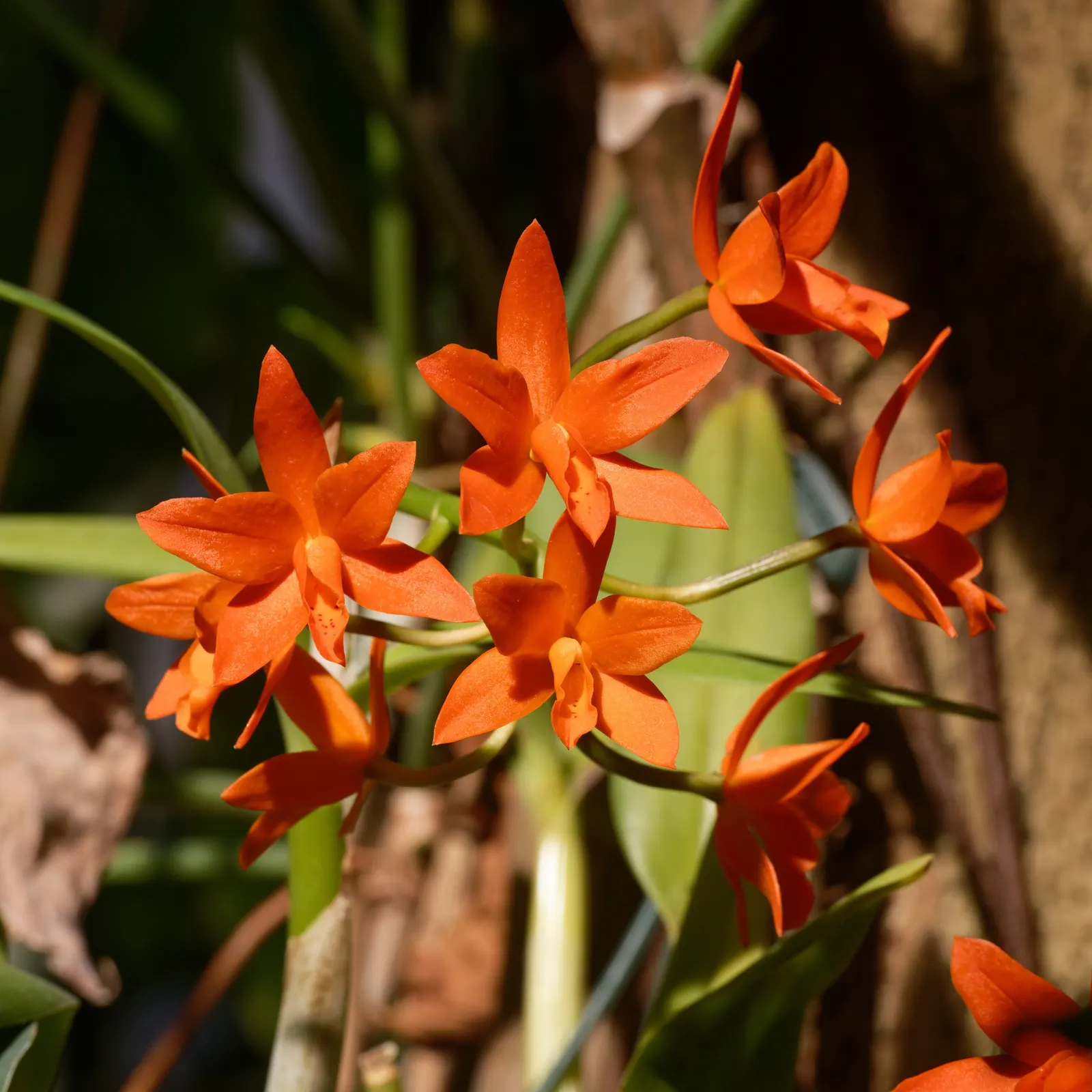 Cattleya Orchid Cultivars (Cattleya Cv.) — these orchids require well-draining medium and careful watering‚Äîmoisty; perfect for elevating visual, image 89