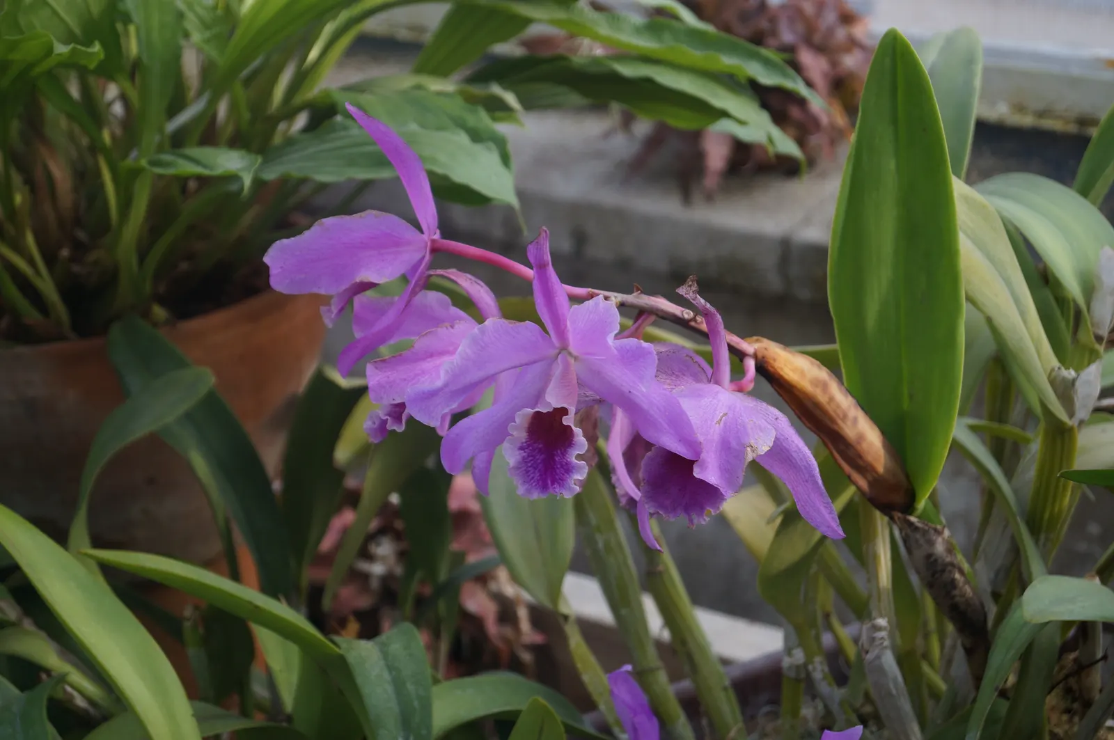 Cattleya Orchid Cultivars (Cattleya Cv.) — playing to their epiphytic nature