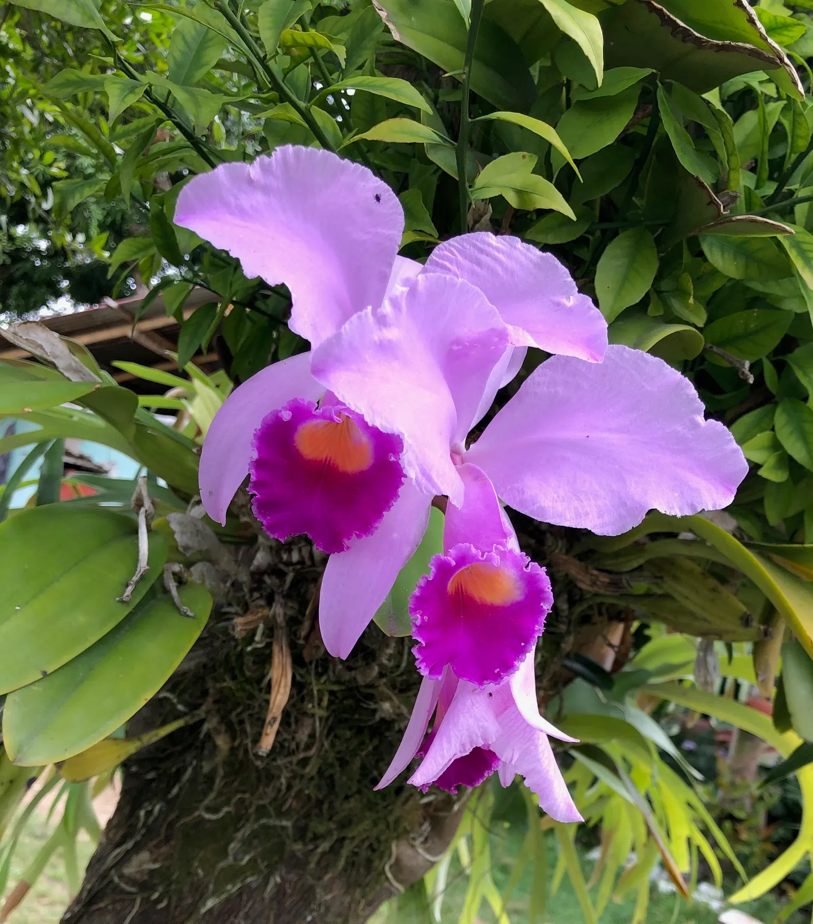 Cattleya Orchid Cultivars (Cattleya Cv.) — Cattleya Orchids are best suited for warm climates or greenhouse cultivation in cooler regions