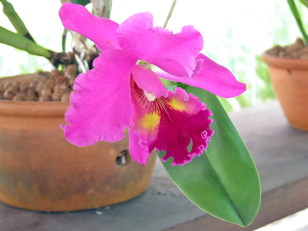 Cattleya Orchid Cultivars (Cattleya Cv.) — They do best with high humidity levels, around 40-70%, and temperatures typically between 55-85&deg;F; perfect for