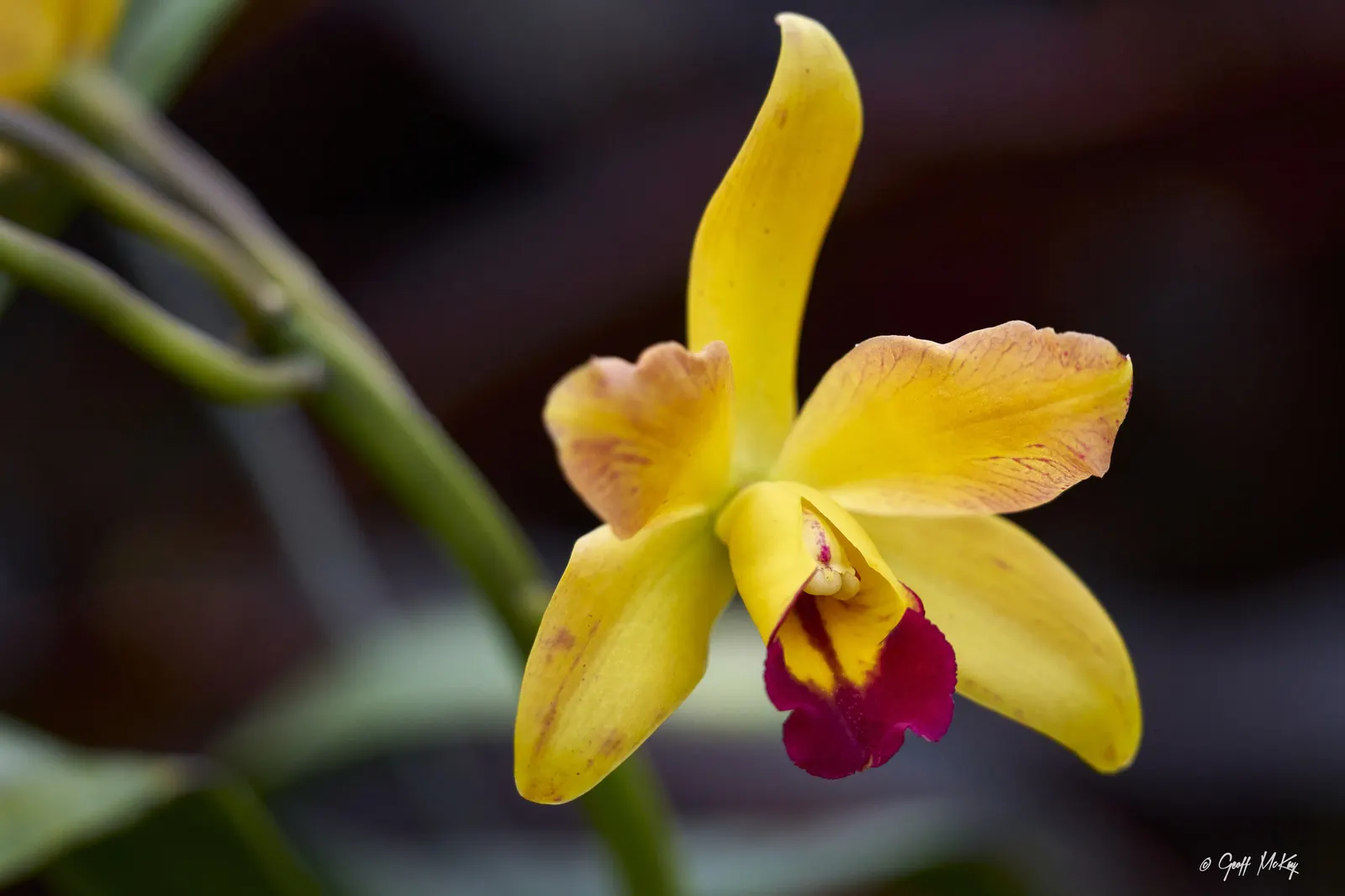 Cattleya Orchid Cultivars (Cattleya Cv.) — These epiphytes prefer dappled light, mimicking their natural rainforest canopy habitat; blossoms range, image 70