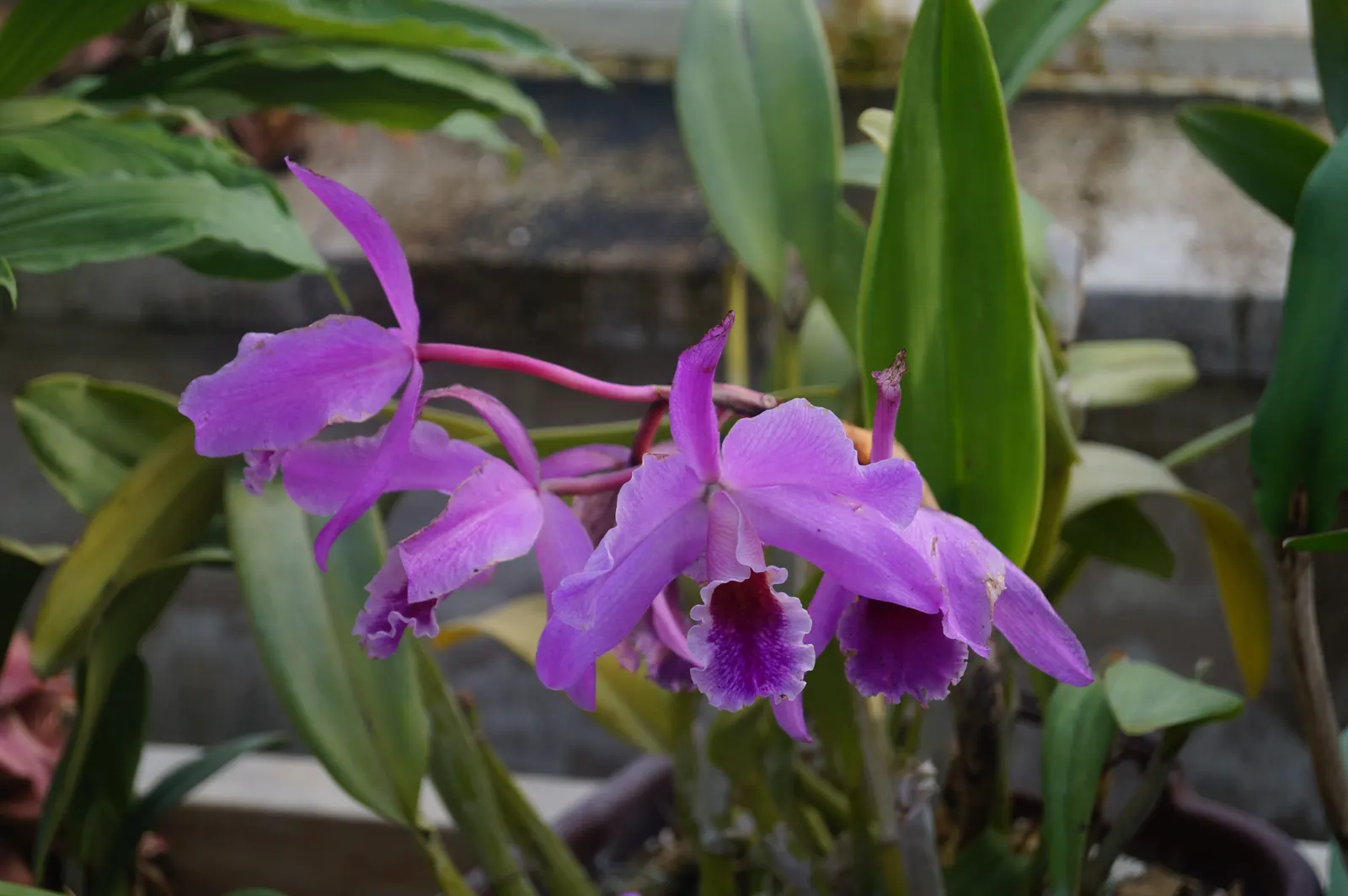 Cattleya Orchid Cultivars (Cattleya Cv.) — Preferring temperatures of 55-85&deg;F, it blossoms yearly, generally in fall; blossoms range from 2 to 6 inches