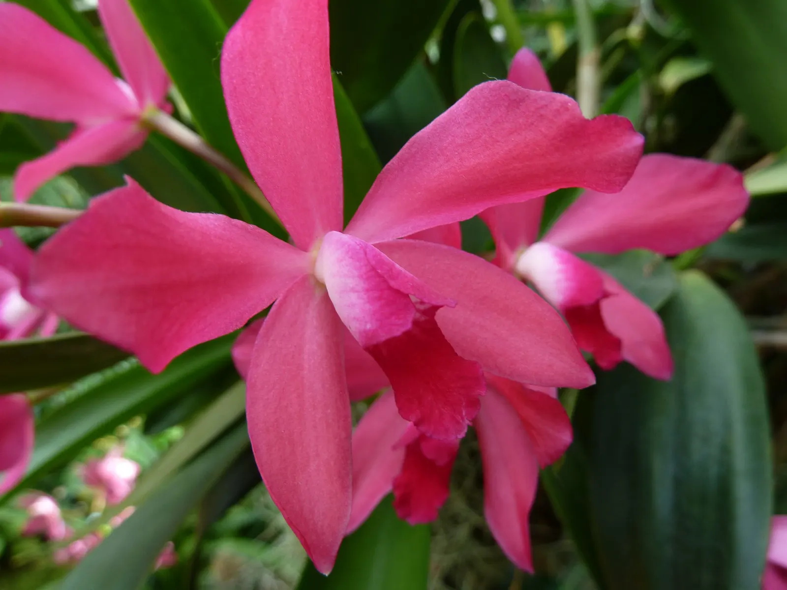 Cattleya Orchid Cultivars (Cattleya Cv.) — and thus placements should be chosen to highlight their majestic beauty; perfect for elevating visual, image 109