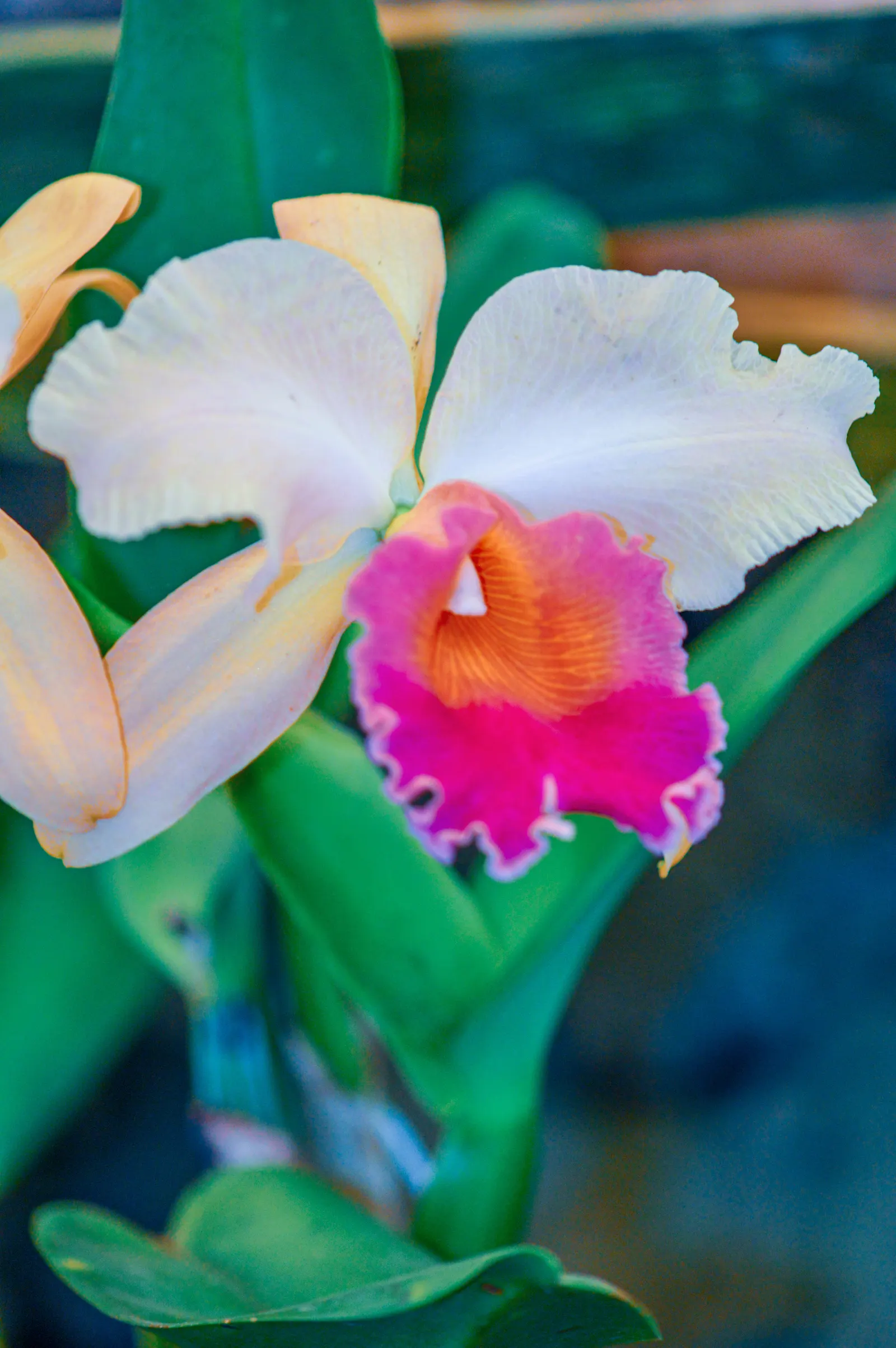 Cattleya Orchid Cultivars (Cattleya Cv.) — Watering should be done thoroughly