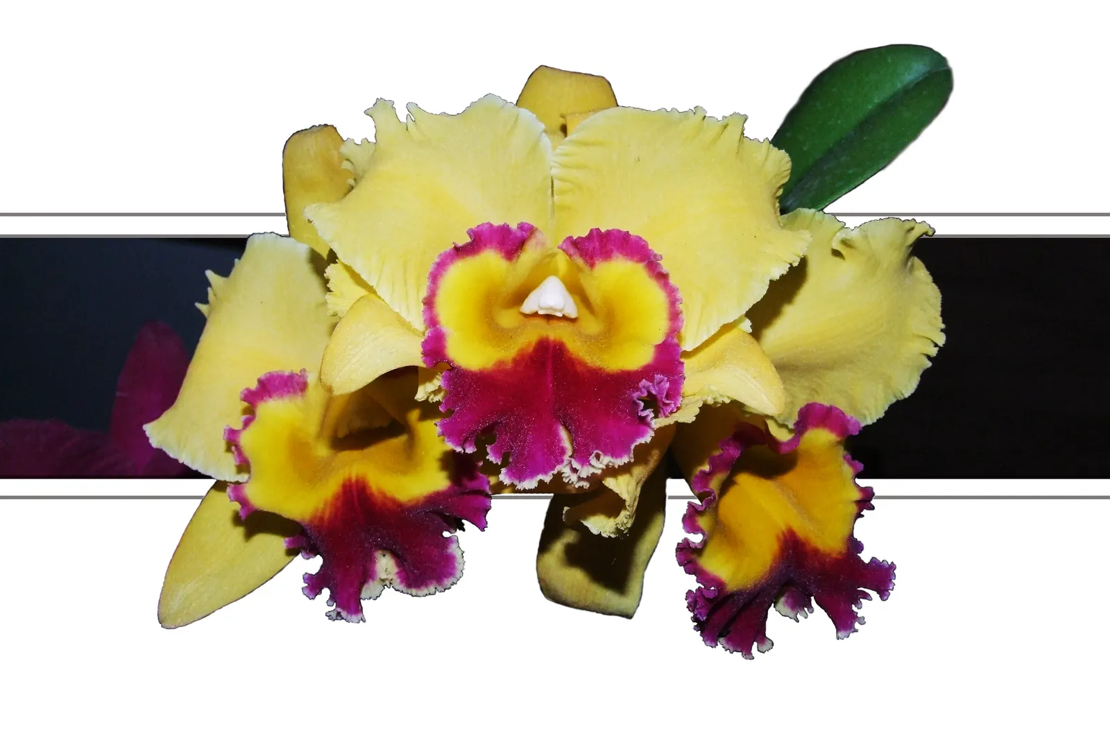 Cattleya Orchid Cultivars (Cattleya Cv.) — Preferring temperatures of 55-85&deg;F, it blossoms yearly, generally in fall