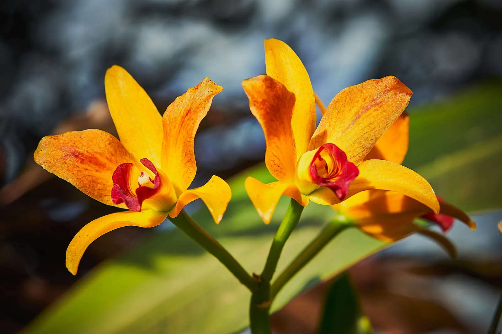 Cattleya Orchid Cultivars (Cattleya Cv.) — These epiphytes prefer dappled light, mimicking their natural rainforest canopy habitat; blossoms range, image 98