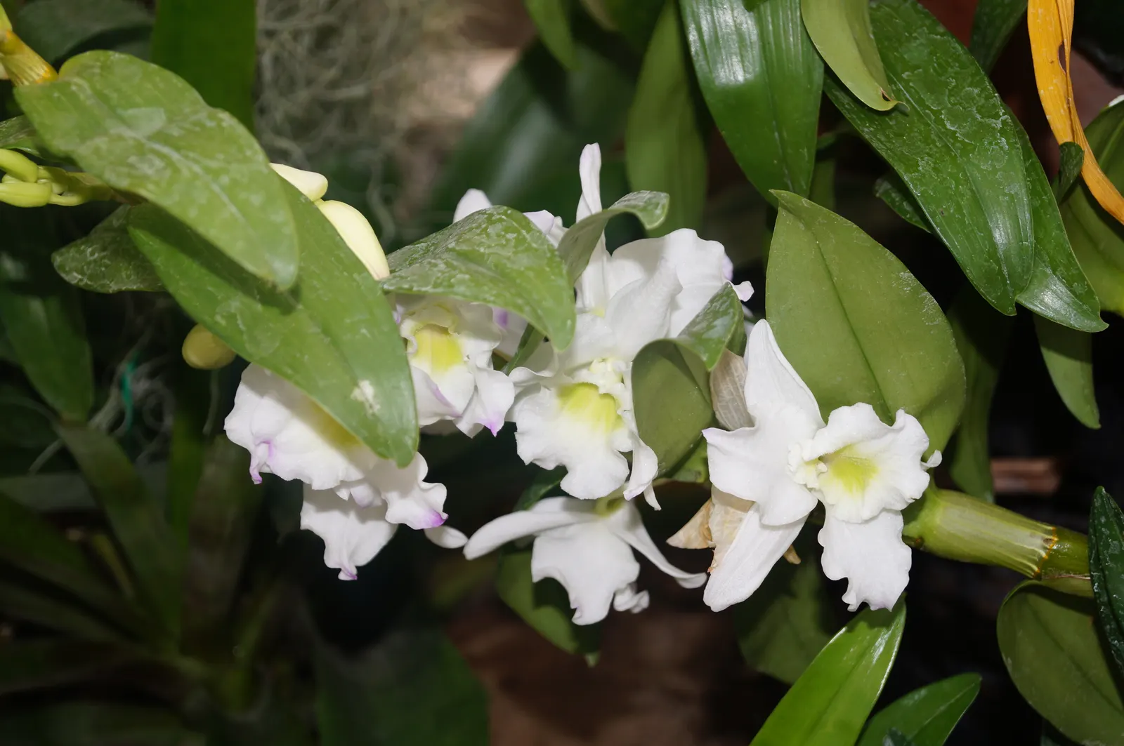 Cattleya Orchid Cultivars (Cattleya Cv.) — Cattleya Orchids are best suited for warm climates or greenhouse cultivation in cooler regions; perfect for