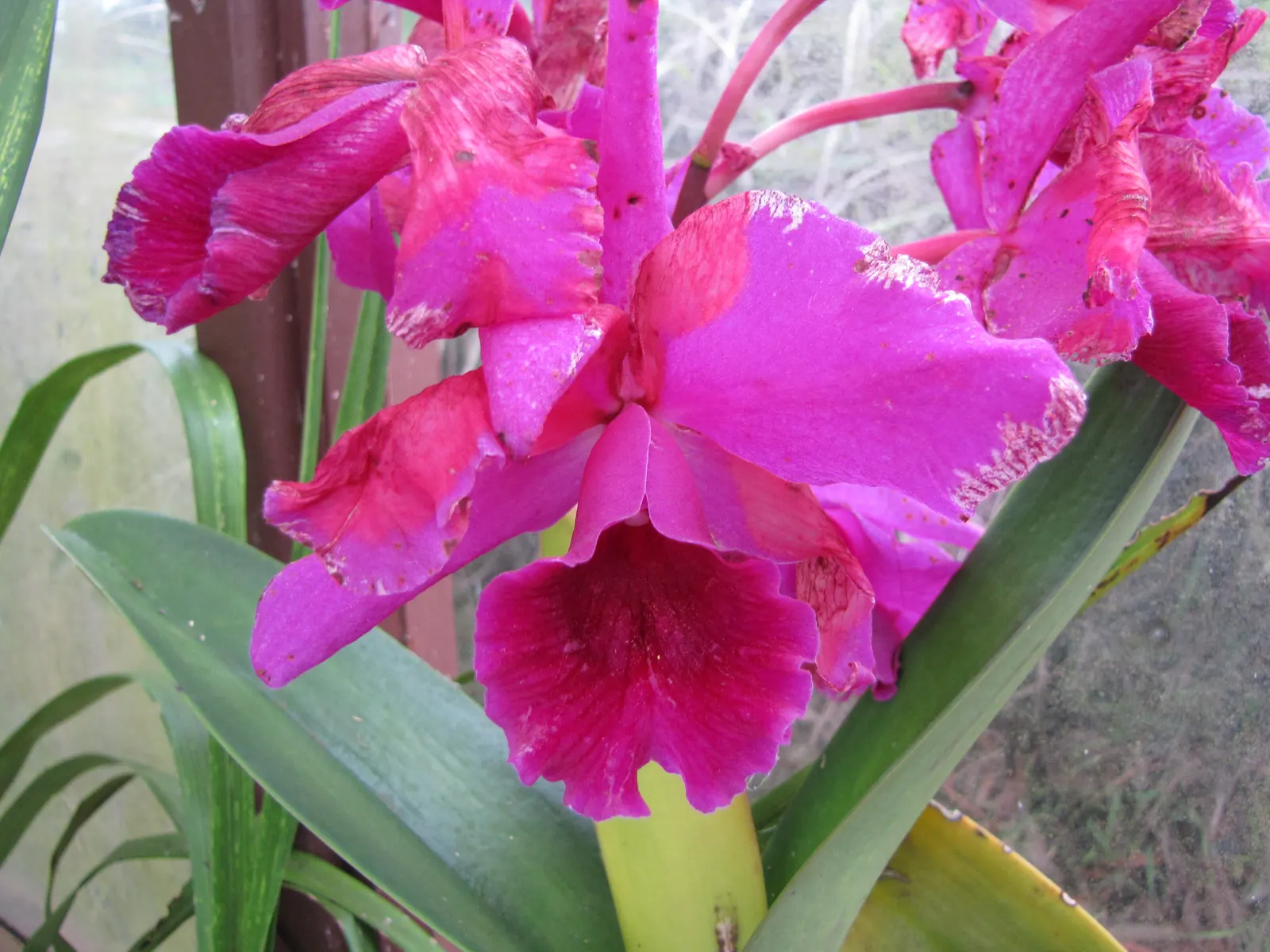 Cattleya Orchid Cultivars (Cattleya Cv.) — These epiphytes prefer dappled light, mimicking their natural rainforest canopy habitat; blossoms range from 2 to 6