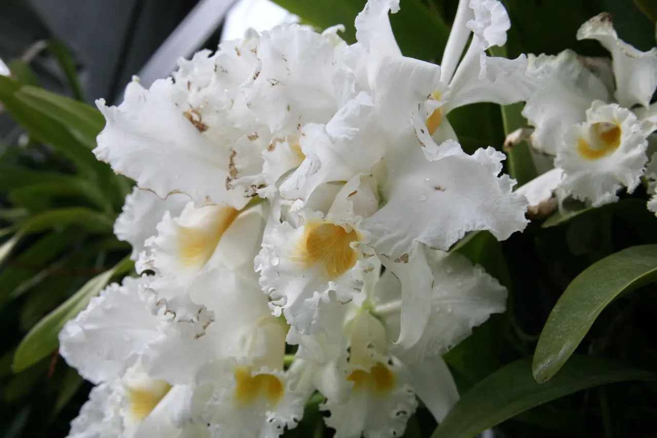 Cattleya Orchid Cultivars (Cattleya Cv.) — Plant size ranges from 6 to 24 inches tall, with flower spans up to 8 inches across; watering should be, image 59