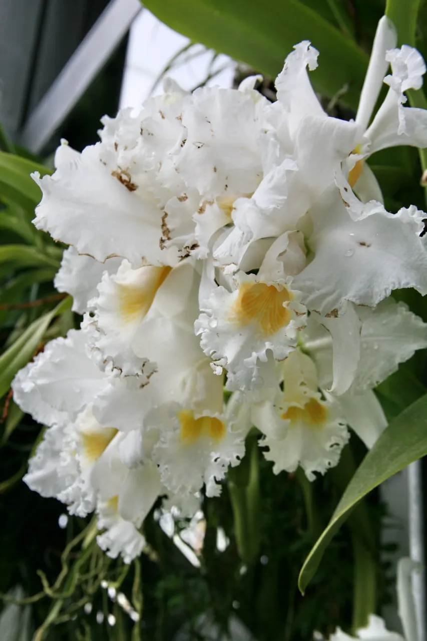 Cattleya Orchid Cultivars (Cattleya Cv.) — showy flowers which command attention; blossoms range from 2 to 6 inches across and come in an array of, image 66