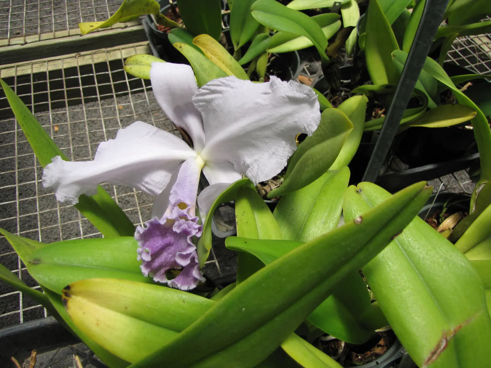 Cattleya Orchid Cultivars (Cattleya Cv.) — Cattleya Orchids are best suited for warm climates or greenhouse cultivation in cooler regions; perfect, image 69