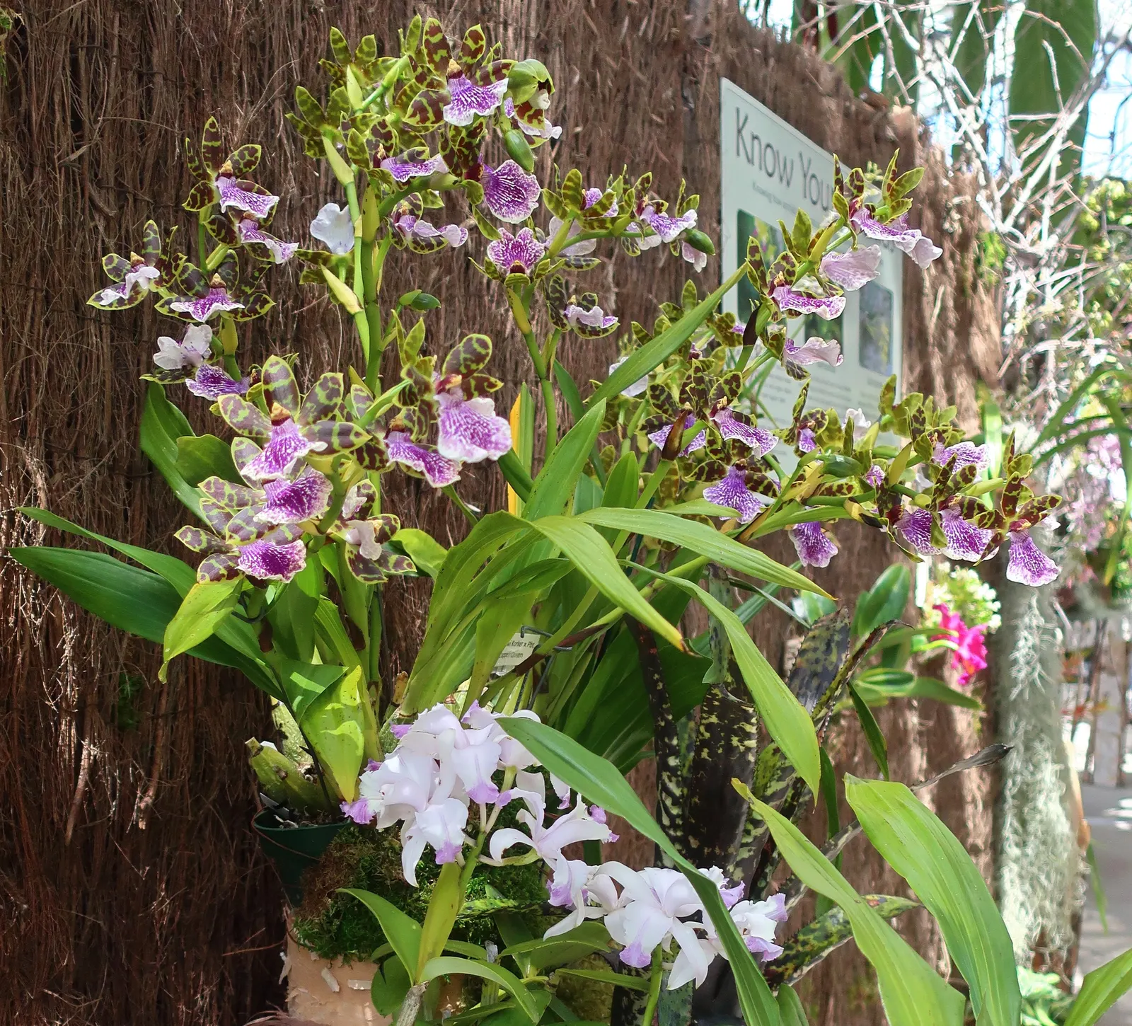 Cattleya Orchid Cultivars (Cattleya Cv.) — Belonging to the genus Cattleya; perfect for elevating visual interest in a garden