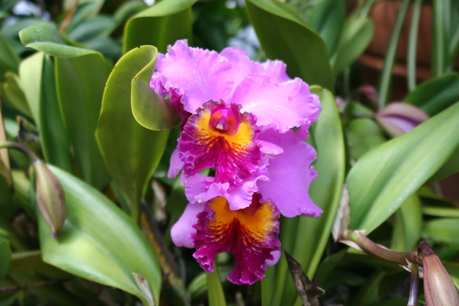 Cattleya Orchid Cultivars (Cattleya Cv.) — playing to their epiphytic nature; perfect for elevating visual interest in a garden