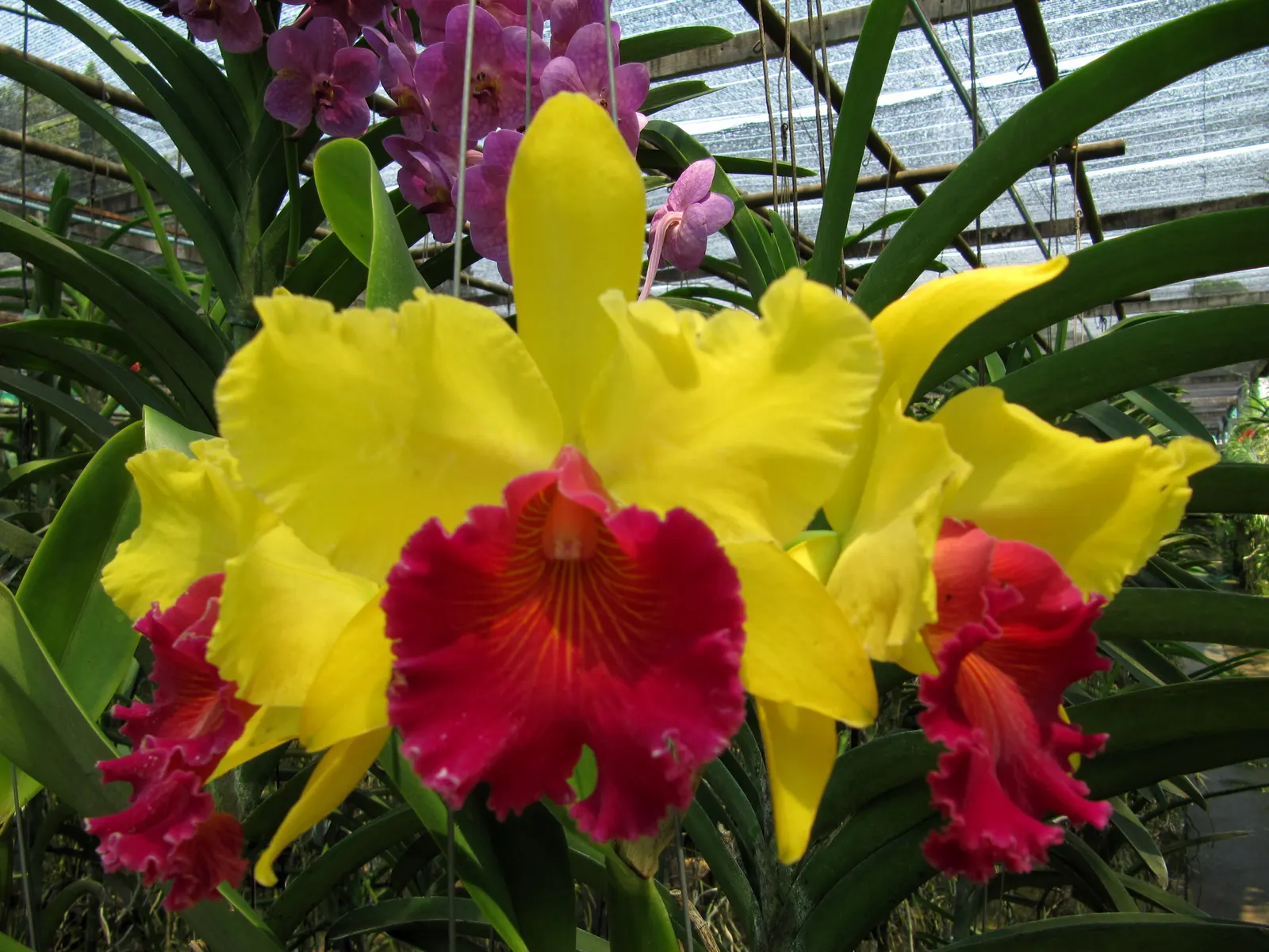 Cattleya Orchid Cultivars (Cattleya Cv.) — playing to their epiphytic nature; perfect for elevating visual interest in a garden, image 77