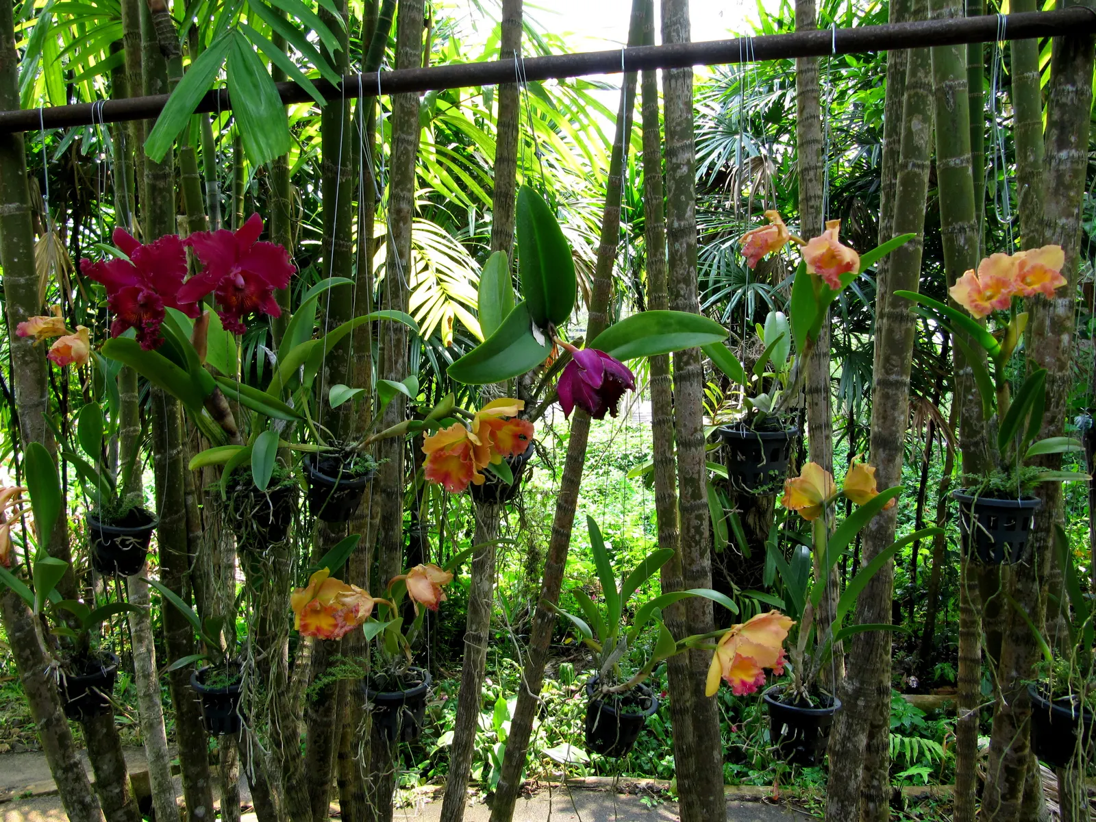 Cattleya Orchid Cultivars (Cattleya Cv.) — showy flowers which command attention