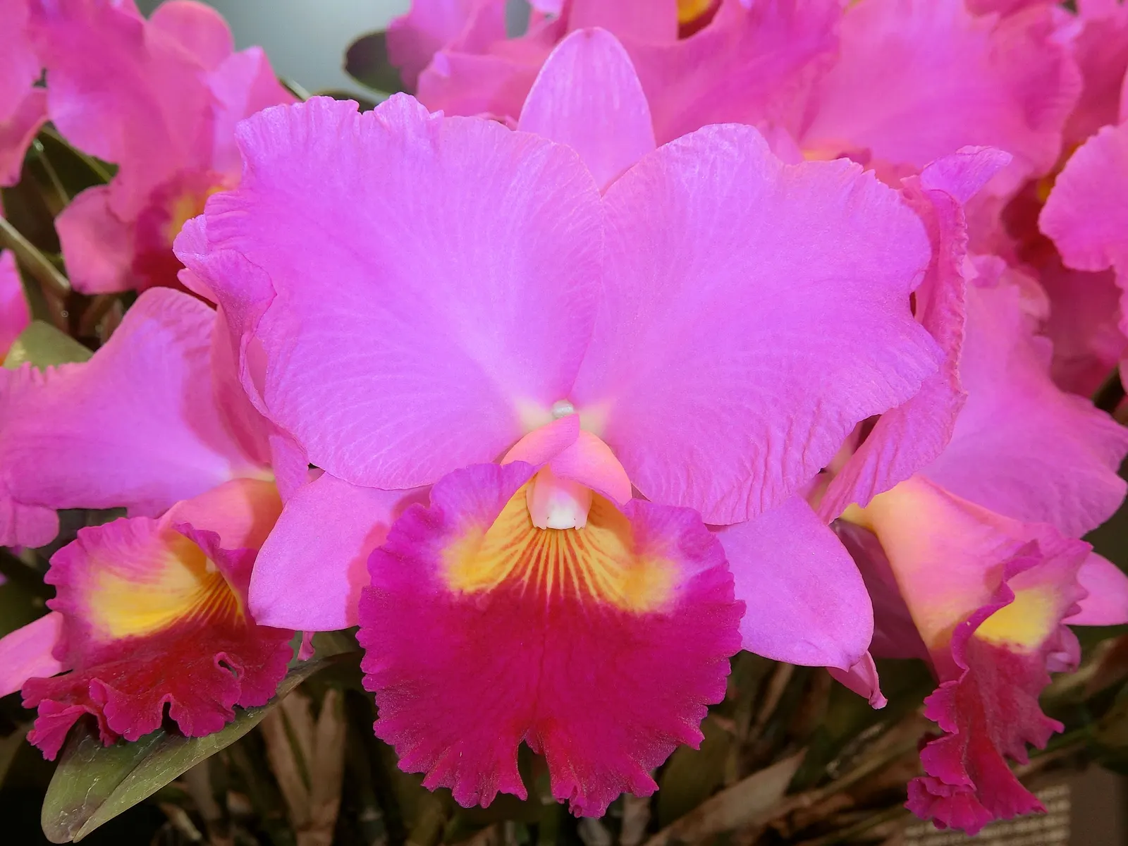 Cattleya Orchid Cultivars (Cattleya Cv.) — and thus placements should be chosen to highlight their majestic beauty; perfect for elevating visual, image 81