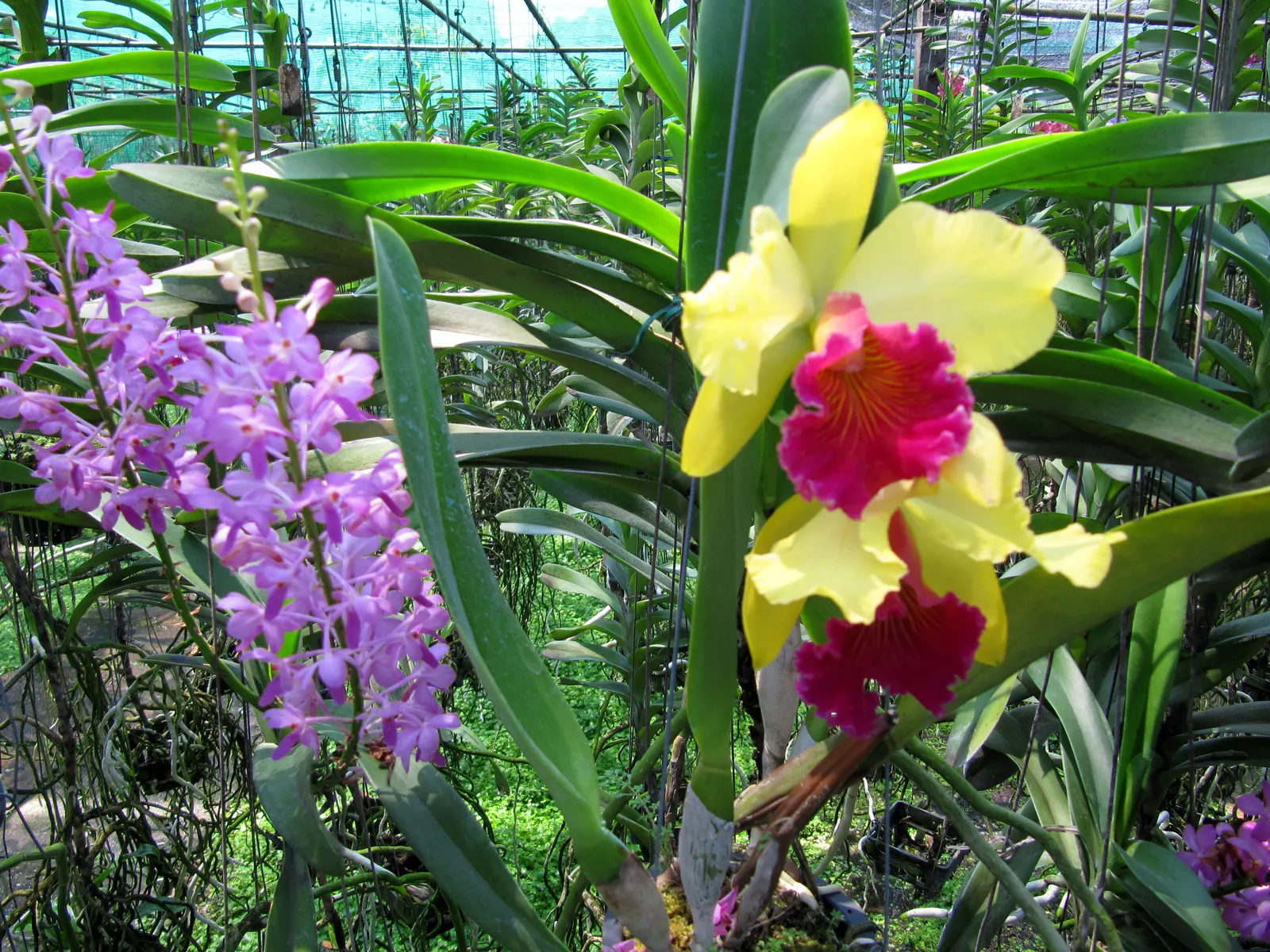 Cattleya Orchid Cultivars (Cattleya Cv.) — They can also be effectively used in well-ventilated orchid houses, bringing an exotic touch to the, image 106