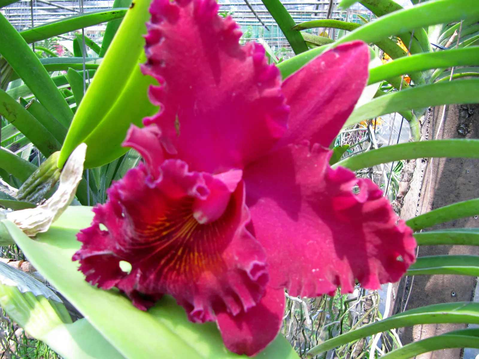 Cattleya Orchid Cultivars (Cattleya Cv.) — A dazzling choice for a statement piece in any landscape design; blossoms range from 2 to 6 inches, image 90
