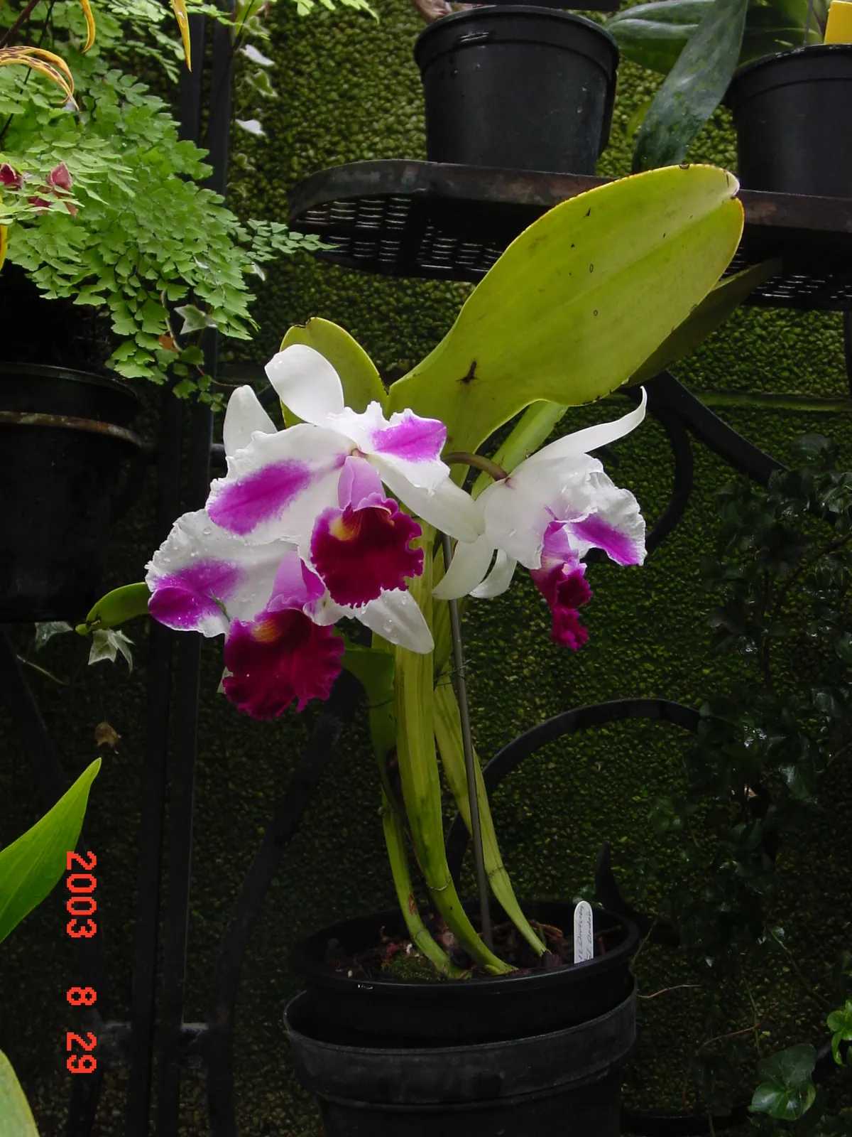 Cattleya Orchid Cultivars (Cattleya Cv.) — such as coarse bark or specially formulated orchid mixes; and thus placements should be chosen to highlight their