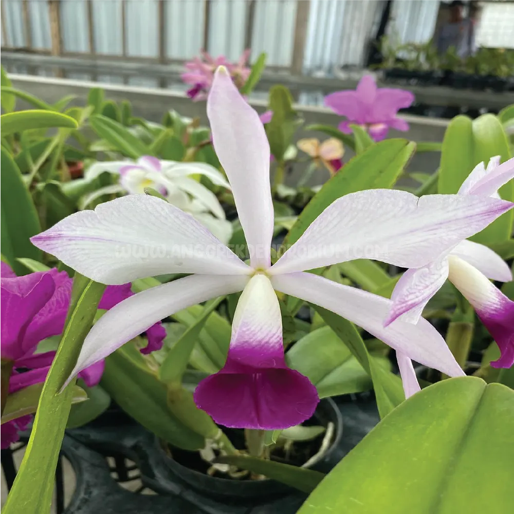 Cattleya Orchid Cultivars (Cattleya Cv.) — Plant size ranges from 6 to 24 inches tall, with flower spans up to 8 inches across; watering should be done