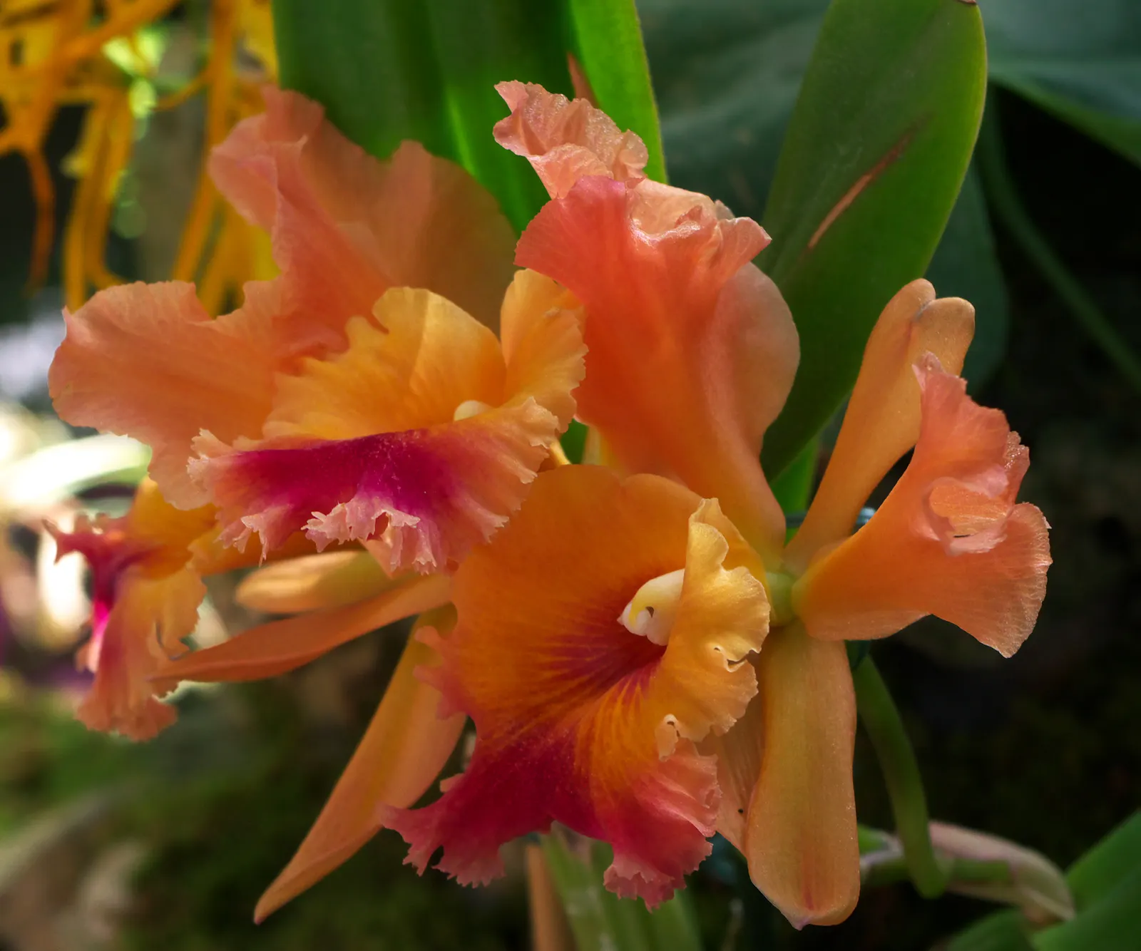 Cattleya Orchid Cultivars (Cattleya Cv.) — A dazzling choice for a statement piece in any landscape design; blossoms range from 2 to 6 inches, image 62