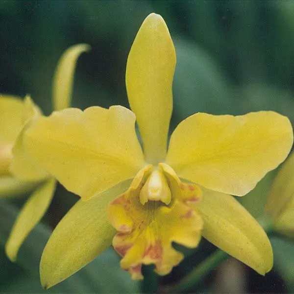 Cattleya Orchid Cultivars (Cattleya Cv.) — perennial with multi-colored and red and white and yellow blooms; watering should be done thoroughly, image 83