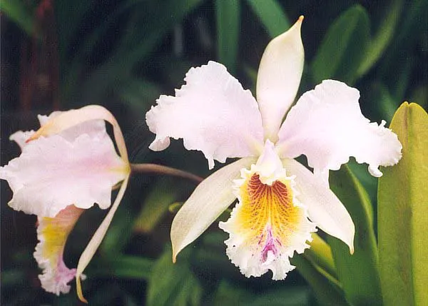 Cattleya Orchid Cultivars (Cattleya Cv.) — stands as a cornerstone of tropical splendor in the landscape; and thus placements should be chosen to, image 92