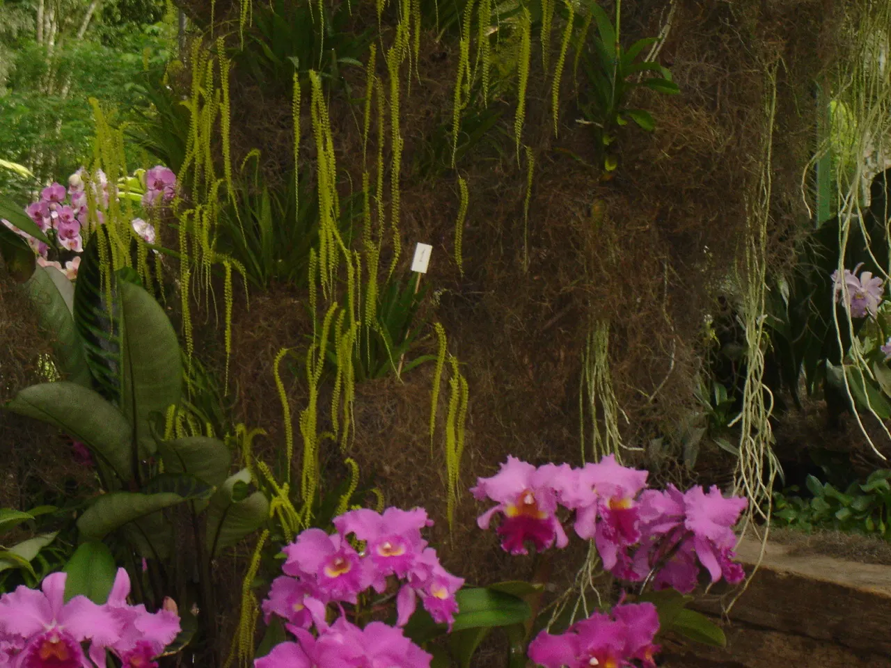 Cattleya Orchid Cultivars (Cattleya Cv.) — For a garden placement, east or west-facing settings are ideal, providing gentle morning or afternoon sun; watering