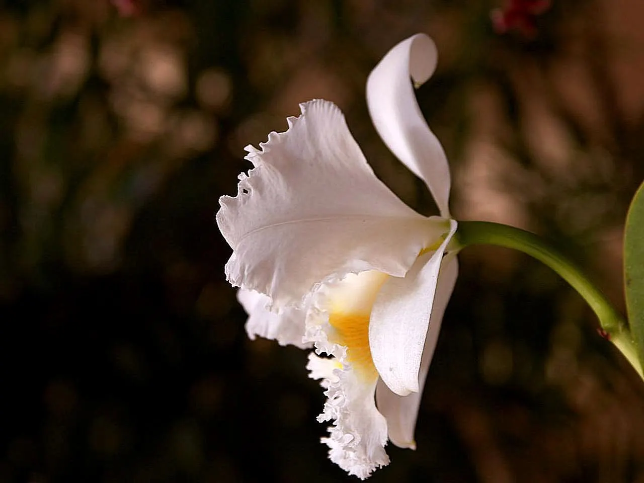 Cattleya Orchid Cultivars (Cattleya Cv.) — stands as a cornerstone of tropical splendor in the landscape