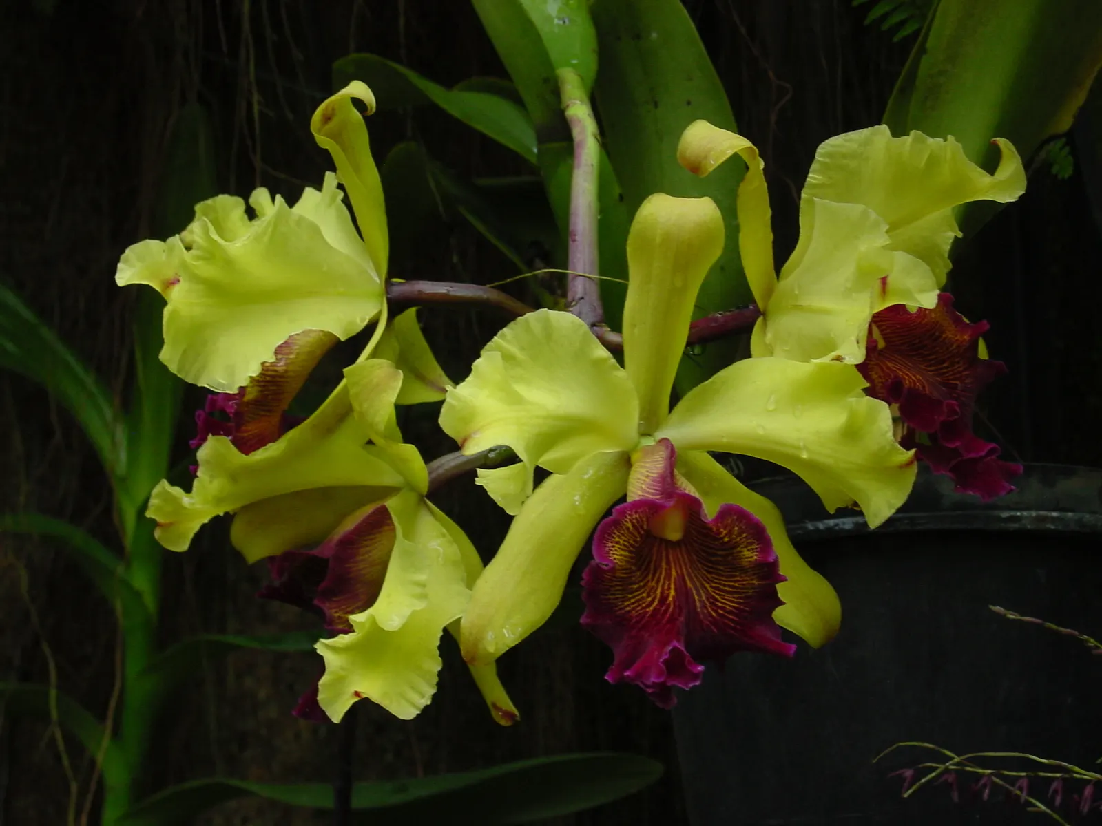 Cattleya Orchid Cultivars (Cattleya Cv.) — stands as a cornerstone of tropical splendor in the landscape; and thus placements should be chosen to highlight