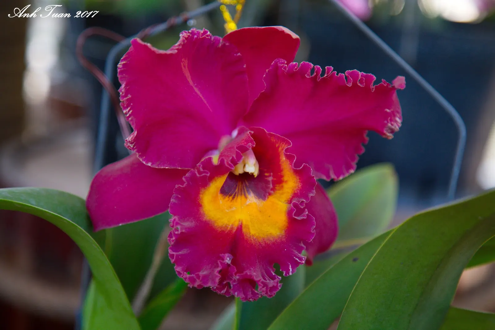 Cattleya Orchid Cultivars (Cattleya Cv.) — Plant size ranges from 6 to 24 inches tall, with flower spans up to 8 inches across; watering should be, image 87