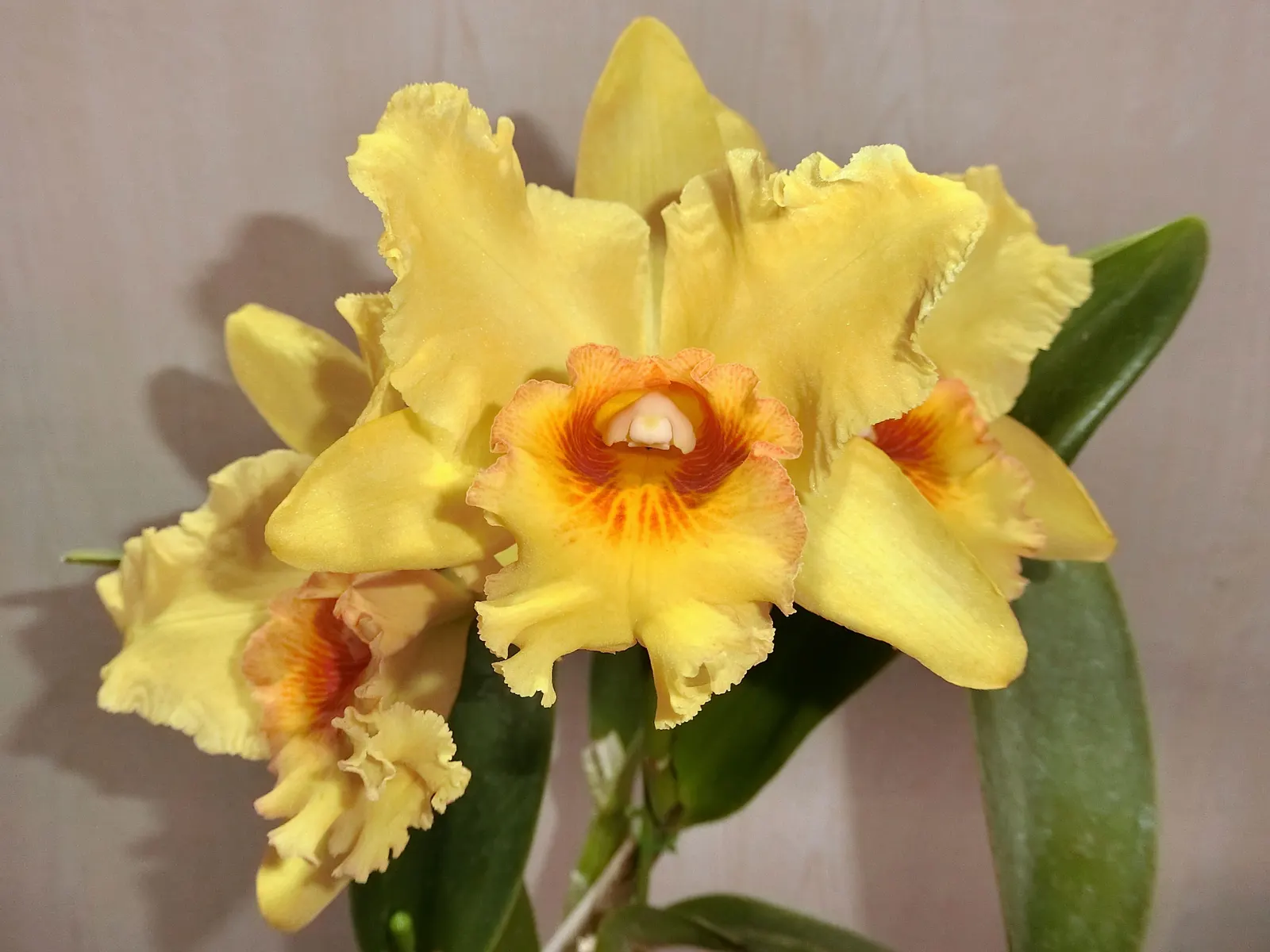 Cattleya Orchid Cultivars (Cattleya Cv.) — allowing the mix to dry slightly between irrigations.<br><br>In a landscape design; watering should be, image 75