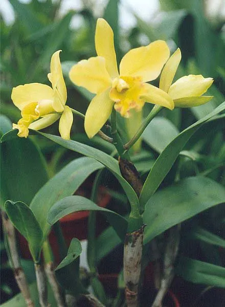 Cattleya Orchid Cultivars (Cattleya Cv.) — Blossoms range from 2 to 6 inches across and come in an array of colors; watering should be done, image 67