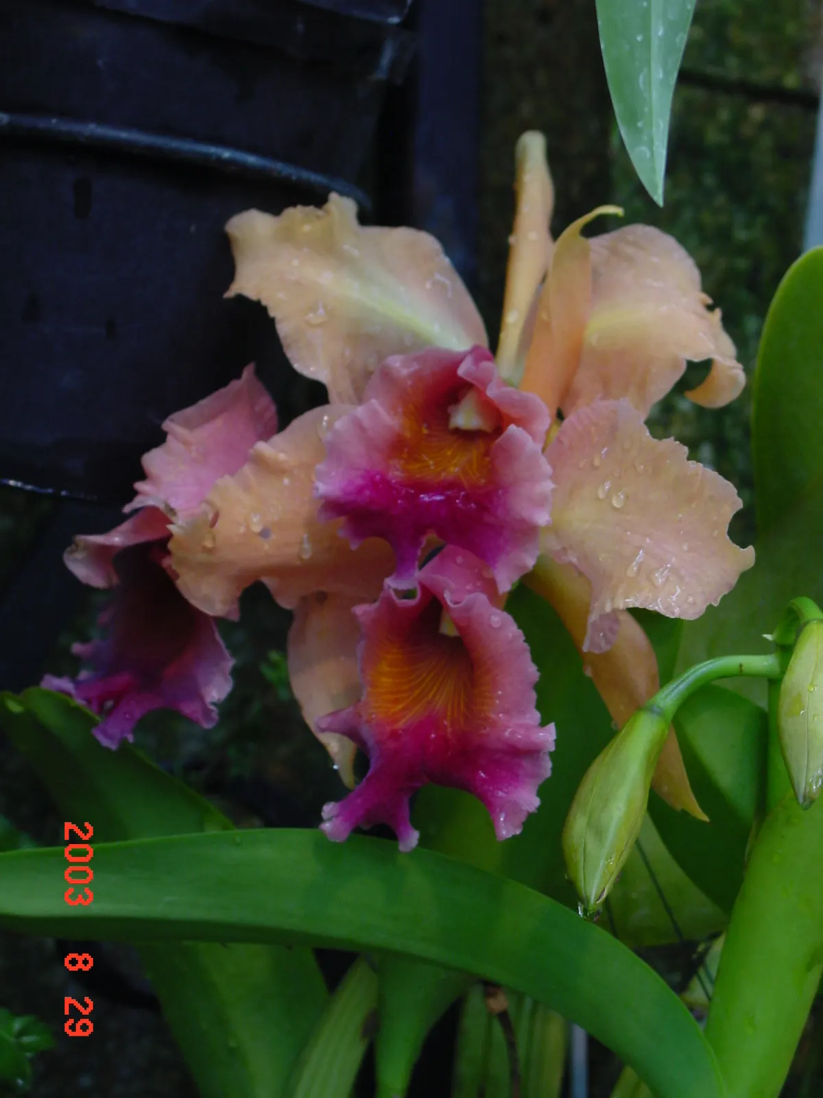 Cattleya Orchid Cultivars (Cattleya Cv.) — Cattleyas are often showcased in elevated planters or attached to the garden's trees; and thus, image 104