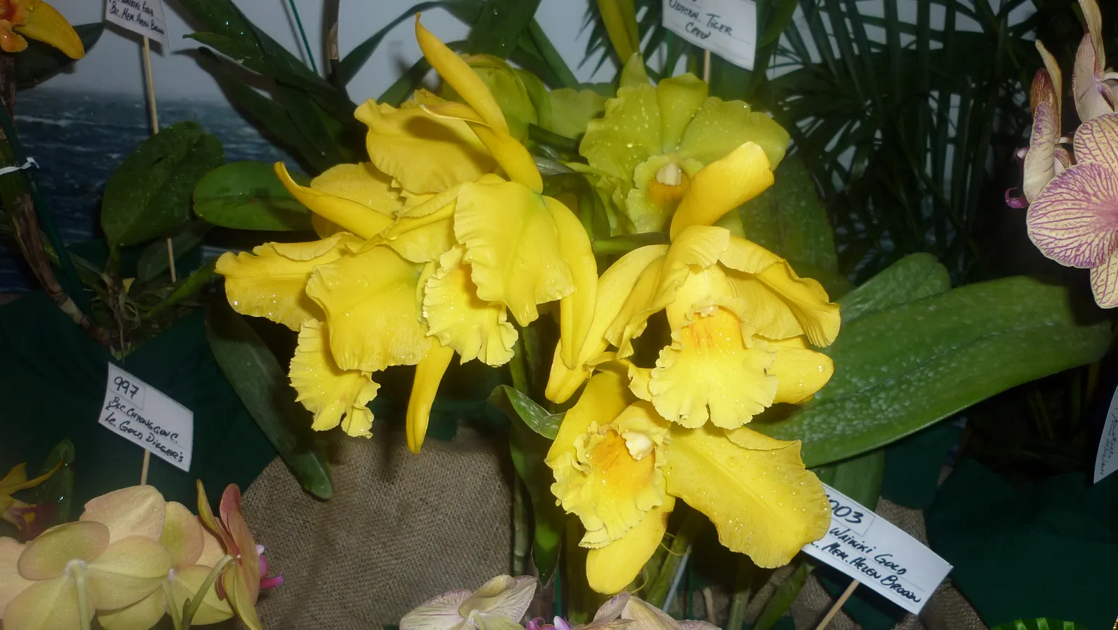 Cattleya Orchid Cultivars (Cattleya Cv.) — they become the focal point of any garden; and thus placements should be chosen to highlight their majestic beauty
