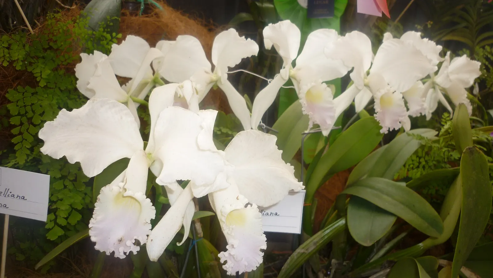 Cattleya Orchid Cultivars (Cattleya Cv.) — Cattleya cv., renowned for large, vibrant blooms, thrives in bright indirect light and high humidity, image 57