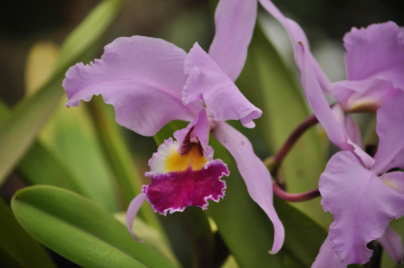Cattleya Orchid Cultivars (Cattleya Cv.) — Cattleyas are often showcased in elevated planters or attached to the garden's trees; and thus placements should be