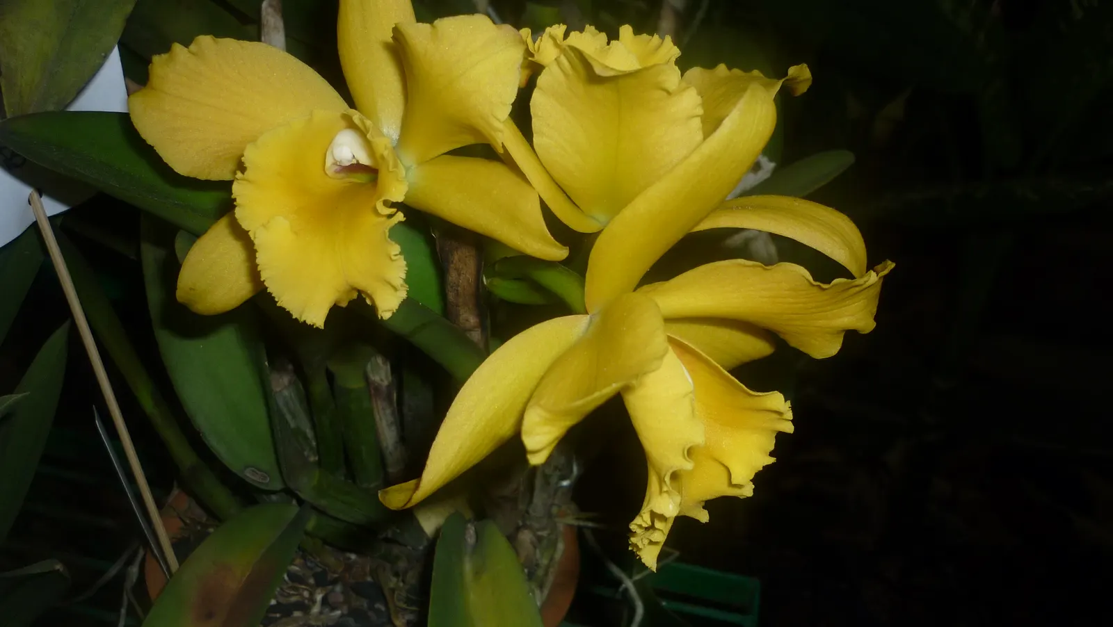 Cattleya Orchid Cultivars (Cattleya Cv.) — Perfect for elevating visual interest in a garden