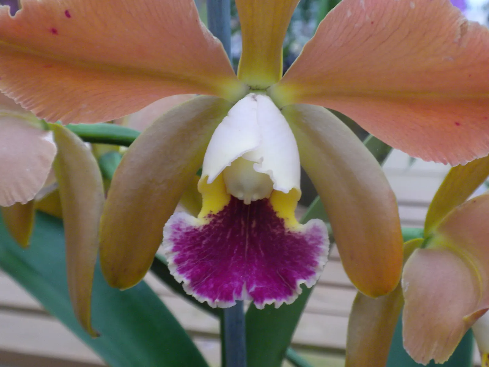 Cattleya Orchid Cultivars (Cattleya Cv.) — such as coarse bark or specially formulated orchid mixes; and thus placements should be chosen to, image 100