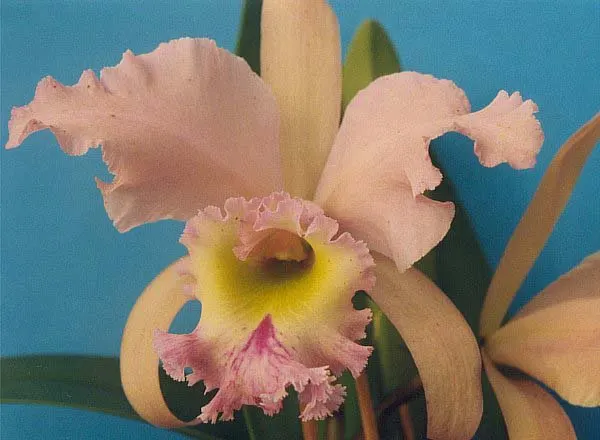 Cattleya Orchid Cultivars (Cattleya Cv.) — Watering should be done thoroughly; blossoms range from 2 to 6 inches across and come in an array of, image 74