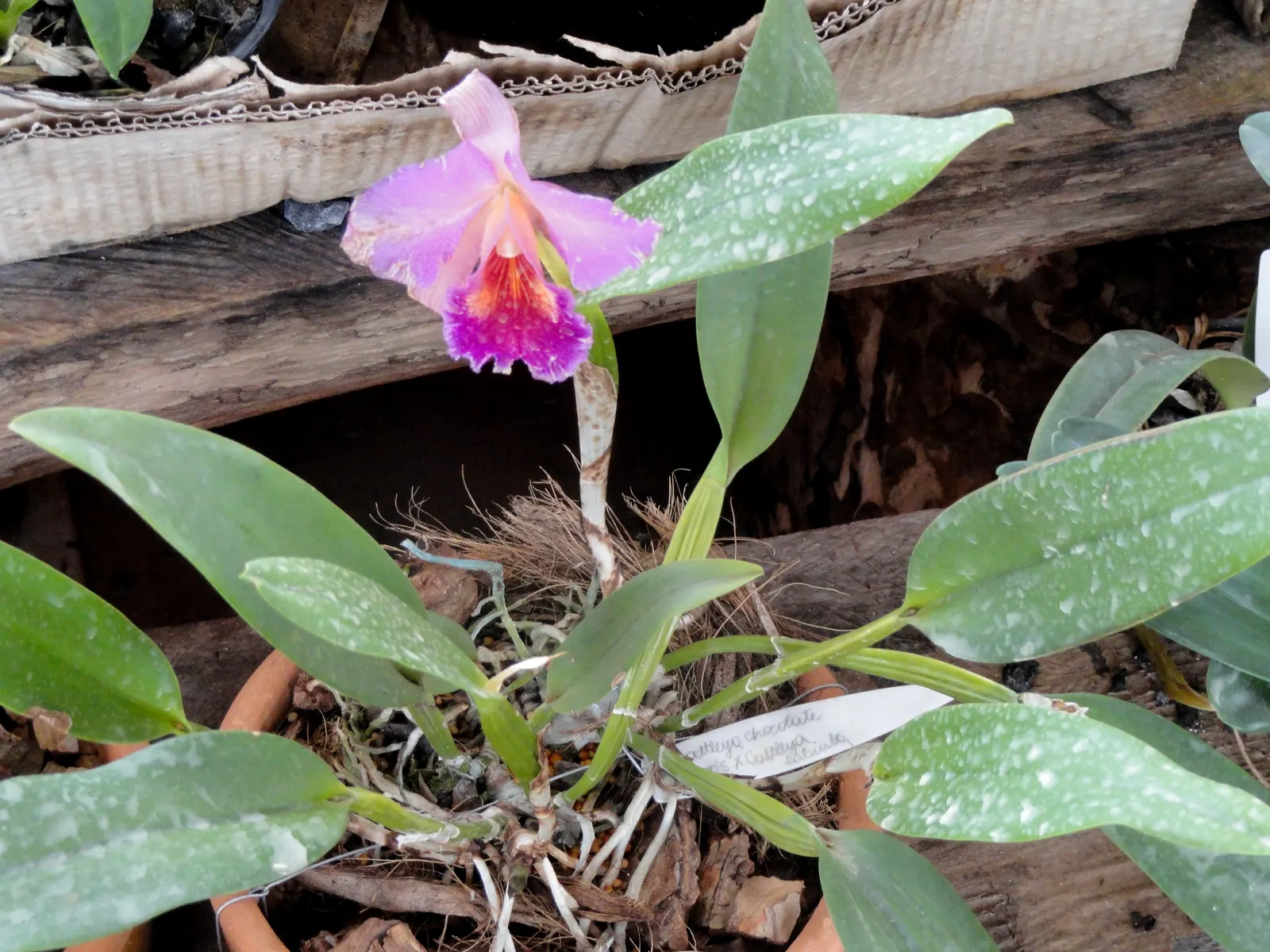 Cattleya Orchid Cultivars (Cattleya Cv.) — multi-colored and red and white and yellow flowers in the garden