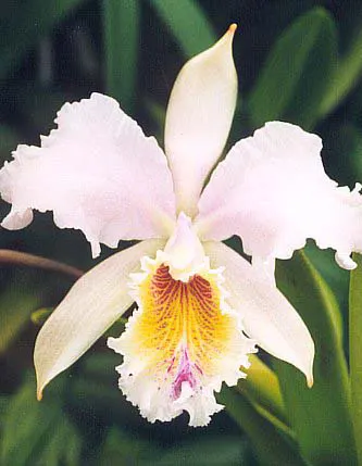 Cattleya Orchid Cultivars (Cattleya Cv.) — these orchids require well-draining medium and careful watering‚Äîmoisty