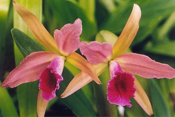 Cattleya Orchid Cultivars (Cattleya Cv.) — Perfect for elevating visual interest in a garden; and thus placements should be chosen to highlight, image 88
