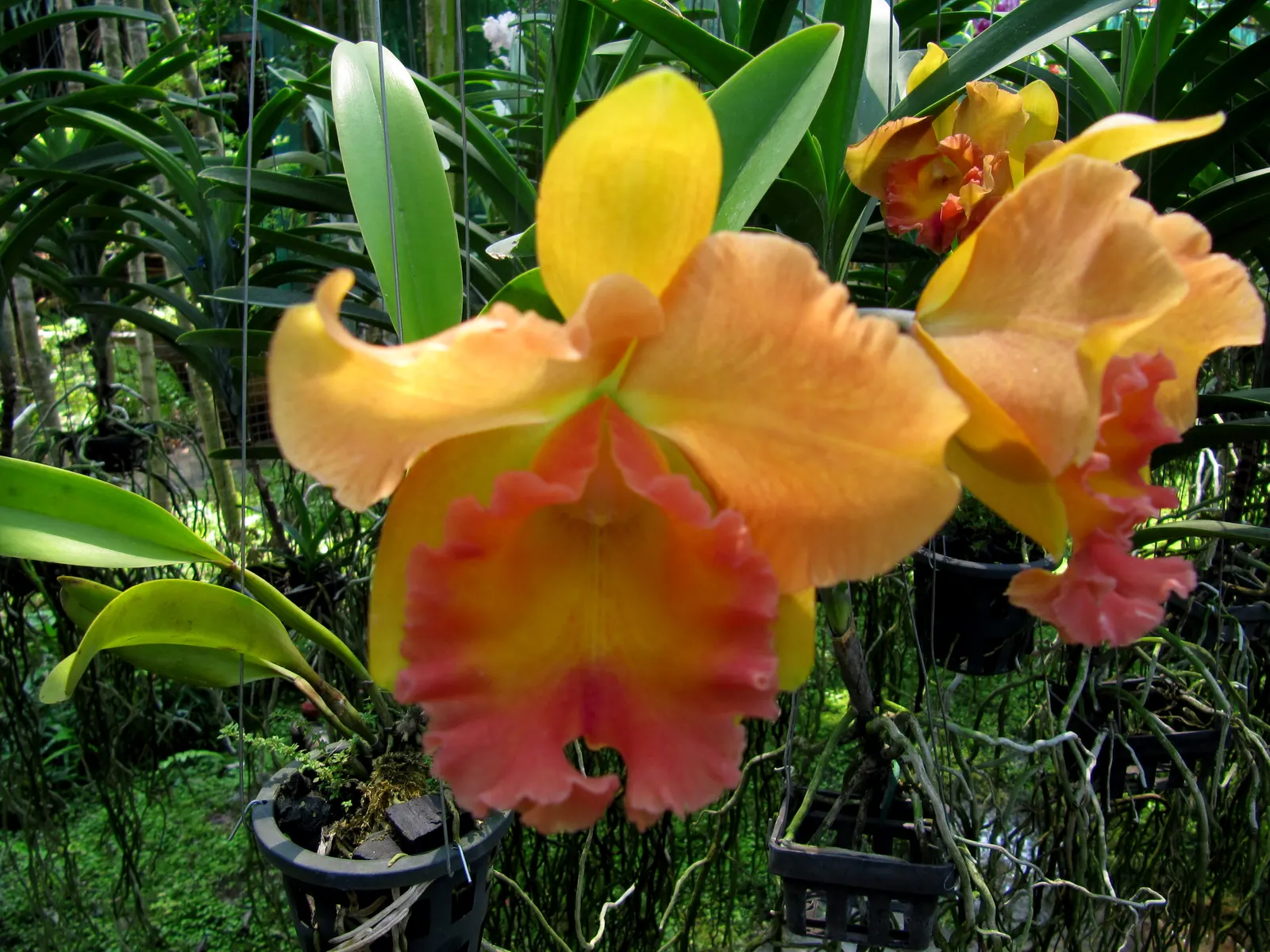 Cattleya Orchid Cultivars (Cattleya Cv.) — and yellows - often with contrasting lip markings.<br><br>Thriving in USDA hardiness zones 10-12; and, image 96