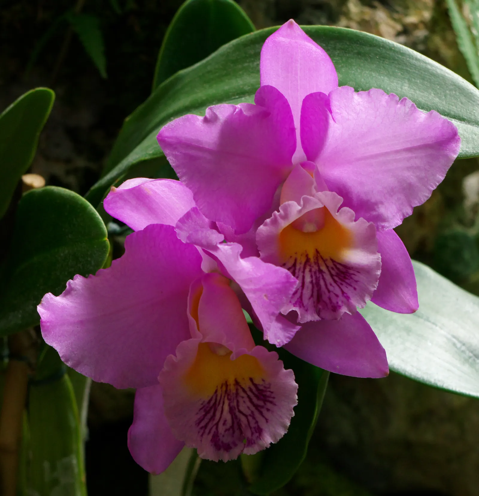 Cattleya Orchid Cultivars (Cattleya Cv.) — perennial with multi-colored and red and white and yellow blooms