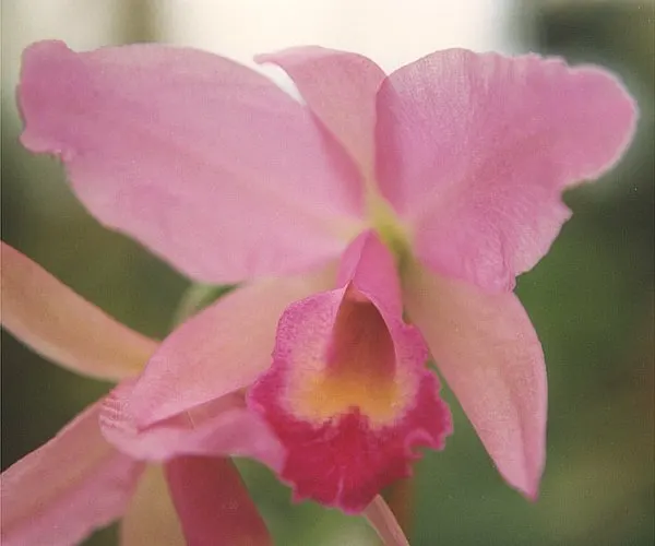 Cattleya Orchid Cultivars (Cattleya Cv.) — Perfect for elevating visual interest in a garden; and thus placements should be chosen to highlight, image 60