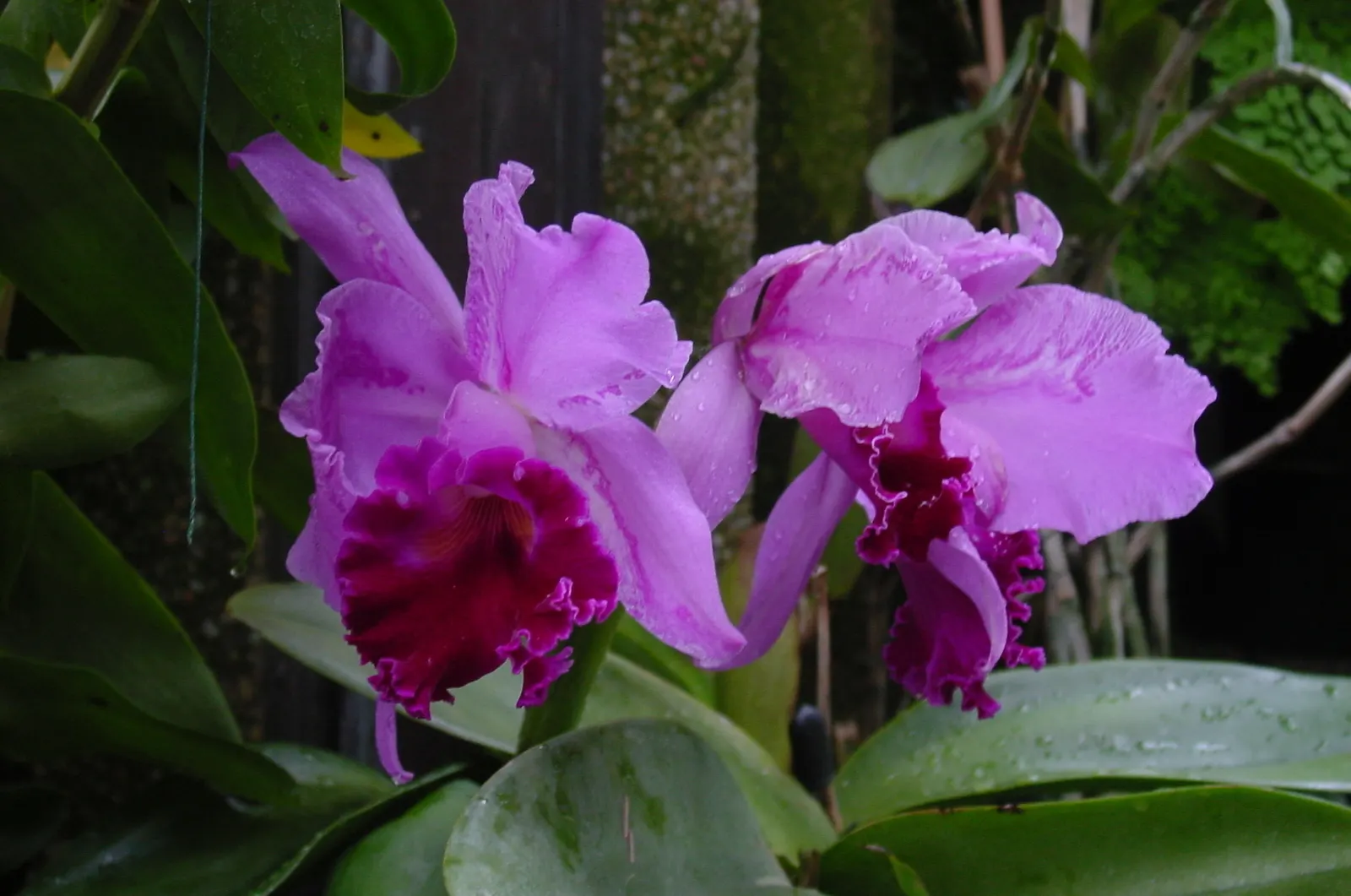 Cattleya Orchid Cultivars (Cattleya Cv.) — allowing the mix to dry slightly between irrigations.<br><br>In a landscape design